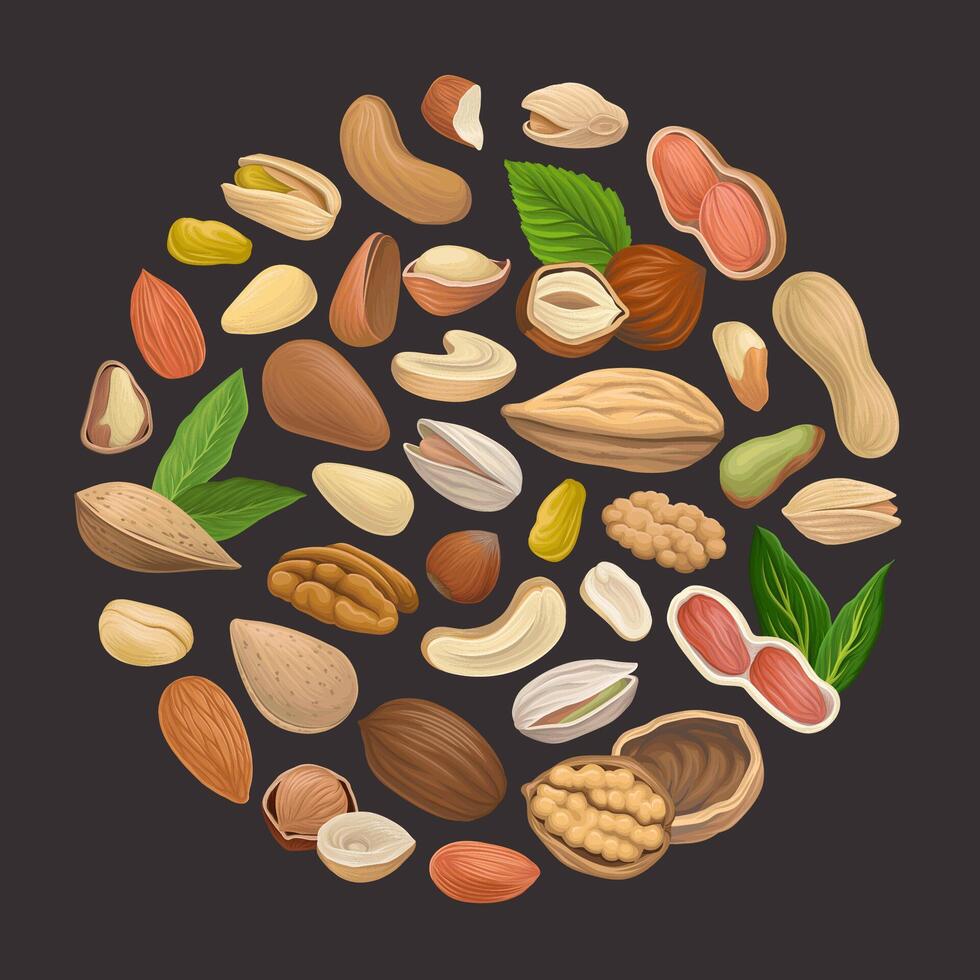 Nuts with Cashew and Almond Arranged in Circle Template vector