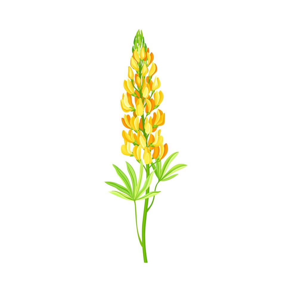 European yellow Lupine flower, elegant floral design element illustration vector