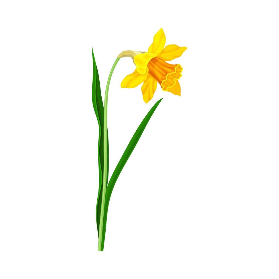 Narcissus beautiful orange flower. Elegant floral design element illustration vector