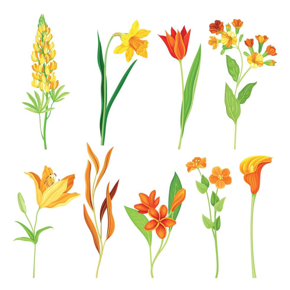 Beautiful orange flowers set. Lily, ranunculus, nasturtium, tulip, narcissus, calla, lupinus plants, elegant floral design elements illustration vector