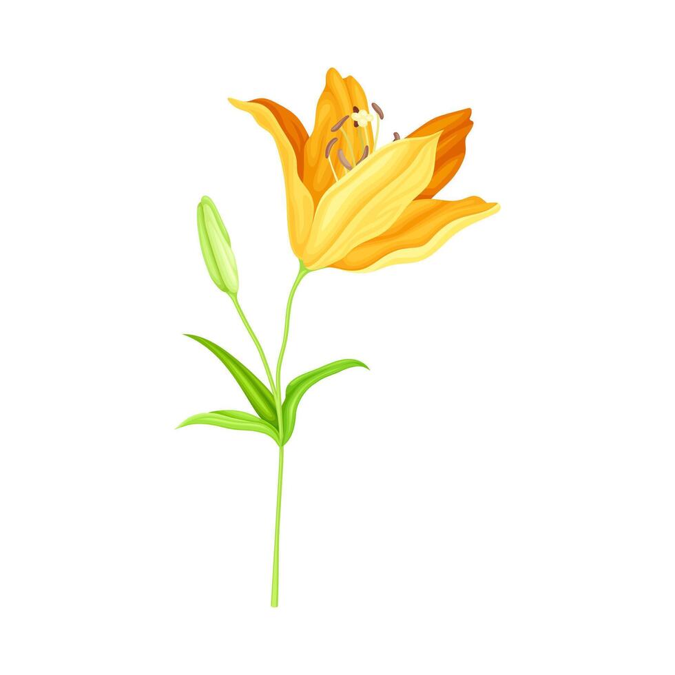 Orange lily flower, elegant floral design element illustration vector
