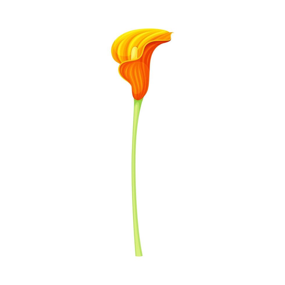 Orange Calla Lily flower. Elegant floral design element illustration vector