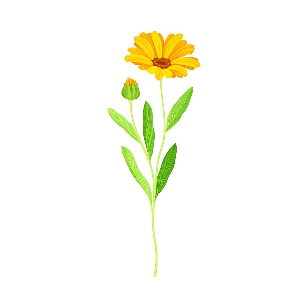 Beautiful calendula orange flower. Elegant floral design element illustration vector
