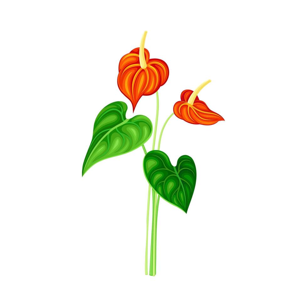 Anthurium orange flower, floral design element illustration vector