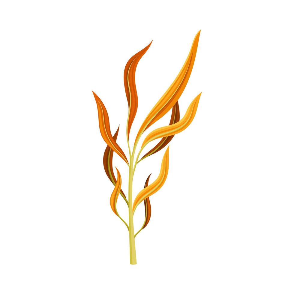 Plant with orange narrow leaves illustration on white background vector