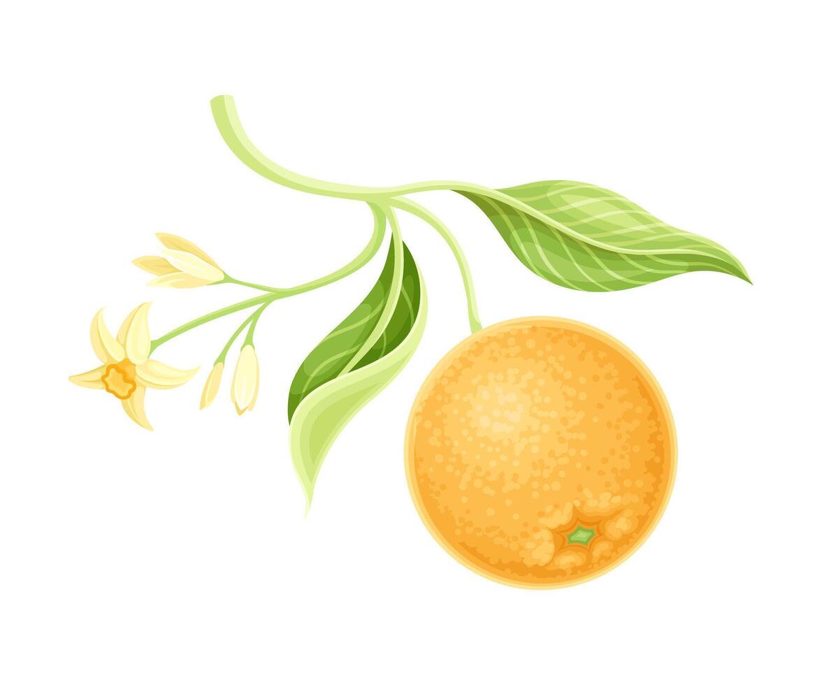 Orange tree branch with flowers, fruit and green leaves illustration vector