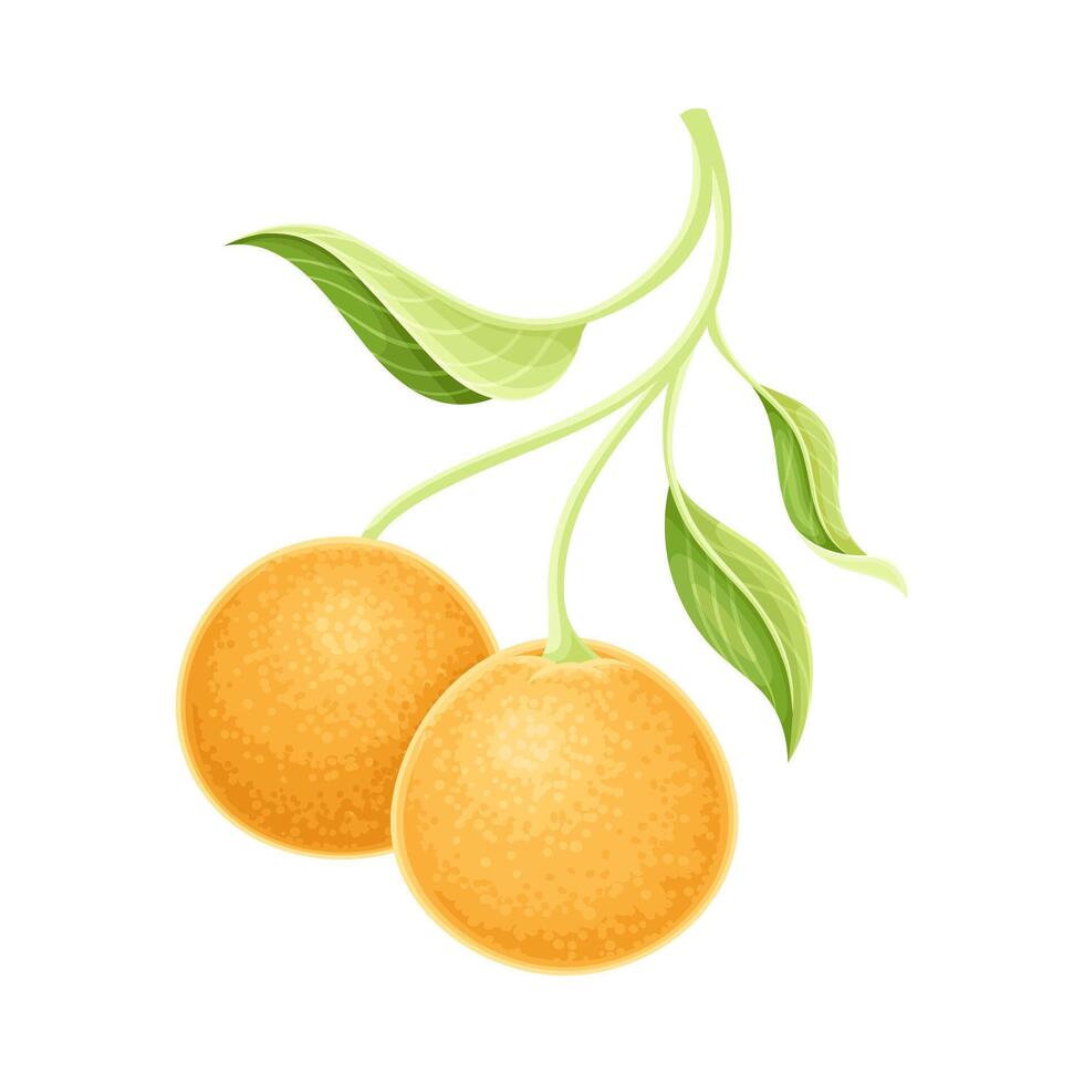 Orange tree branch with ripe fruits and green leaves illustration vector