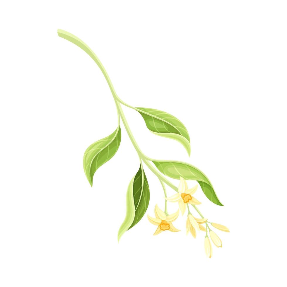 Orange blossoming branch with white flowers illustration vector