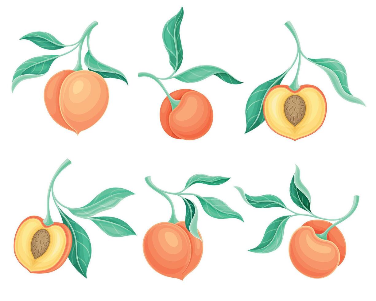 Set of peach tree branches with ripe juicy fruits and green leaves illustration vector