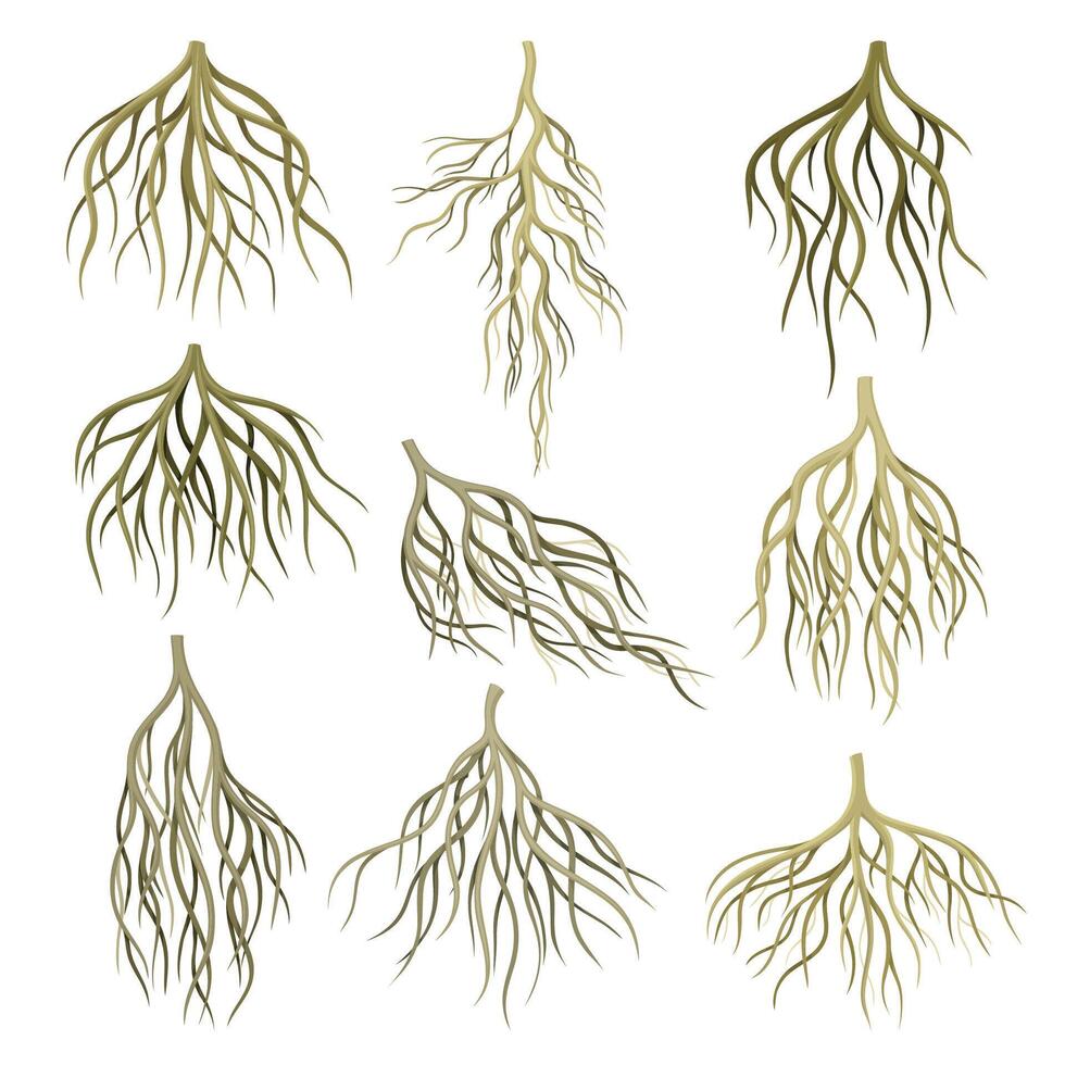 Root of tree, bush or shrub set. Creeping underground stems. Botany or dendrology elements illustration vector