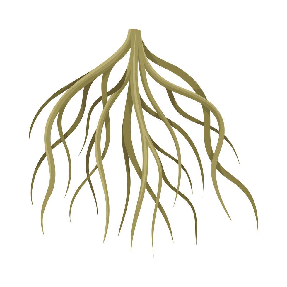 Root of tree, underground stem, rootstalk. Botany or dendrology design element illustration vector