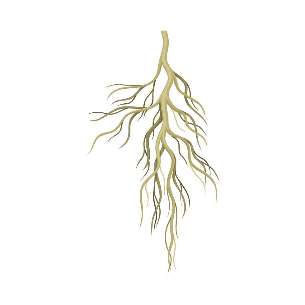 Root of plant, underground stem, rhizoma. Botany or dendrology design element illustration vector