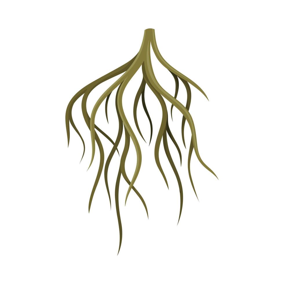 Root system, underground stem, rootstalk. Botany or dendrology design element illustration vector