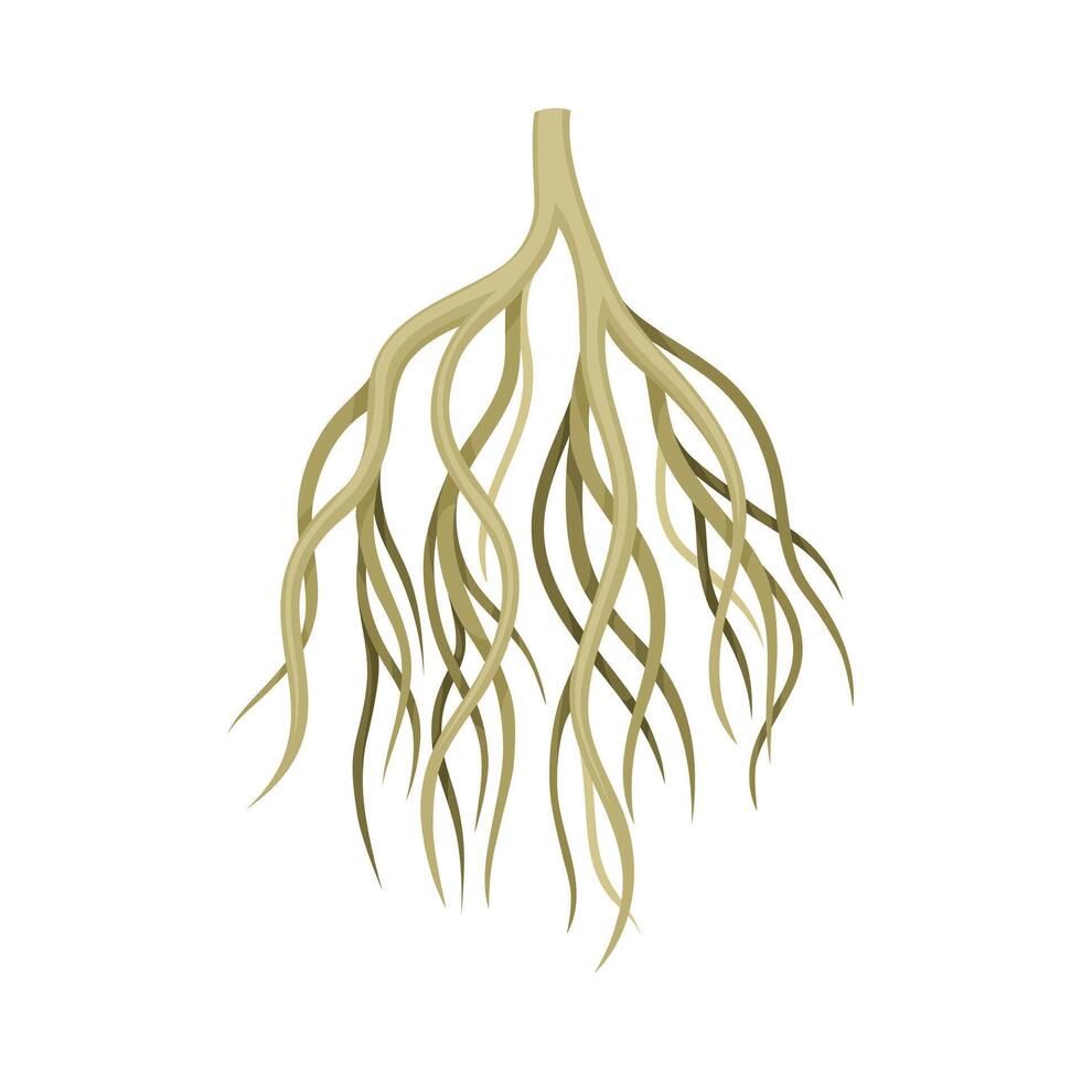 Root tree, creeping underground stem. Botany or dendrology element illustration vector