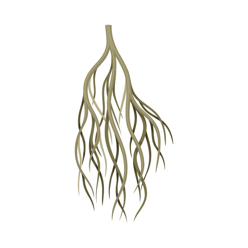 Sprouting root, underground stem, rootstalk. Botany or dendrology element illustration vector
