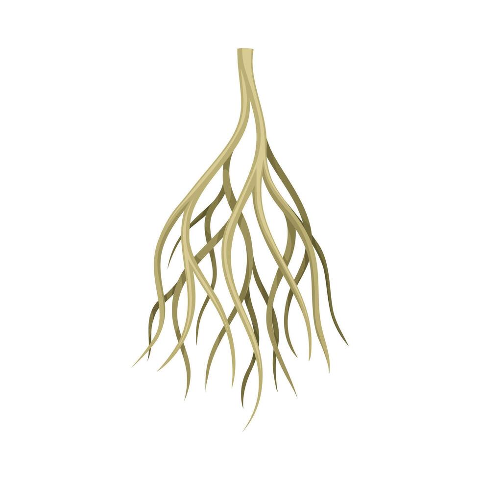 Root of plant, rhizoma, rootstalk. Botany or dendrology element illustration vector