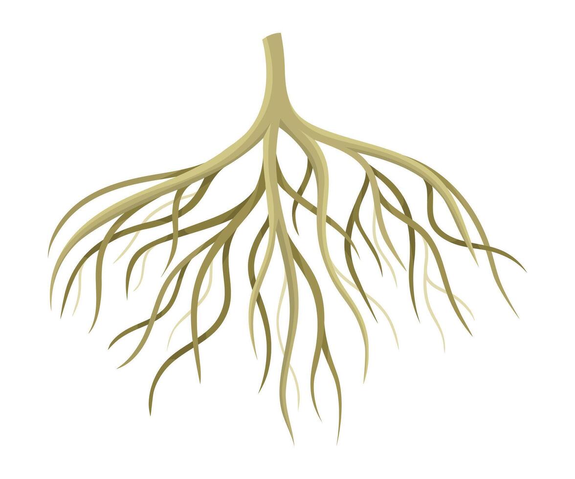 Tree rootstalk, bush or shrub root system. Botany or dendrology design element illustration vector