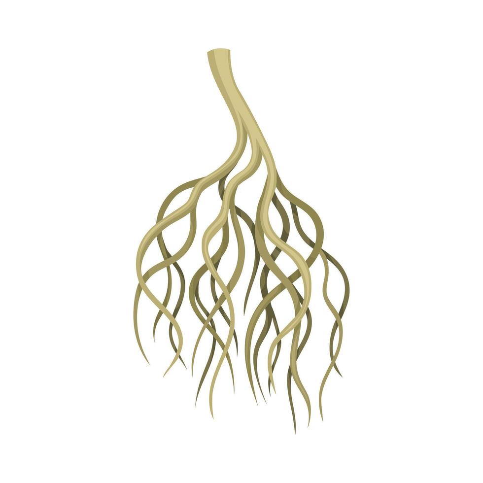 Tree rootstalk, bush or shrub underground stem. Botany or dendrology design element illustration vector