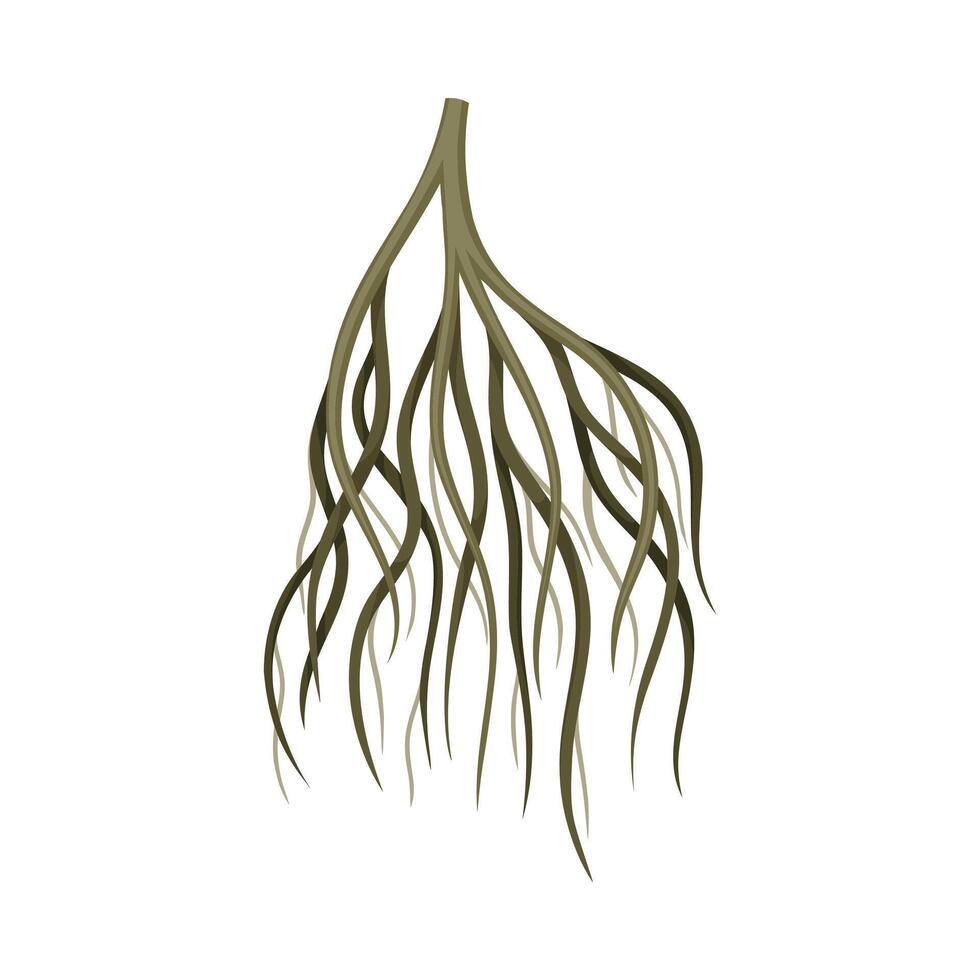 Tree rootstalk, underground stem. Botany or dendrology design element illustration vector
