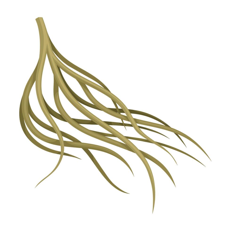 Root of tree, underground stem. Botany or dendrology design element illustration vector