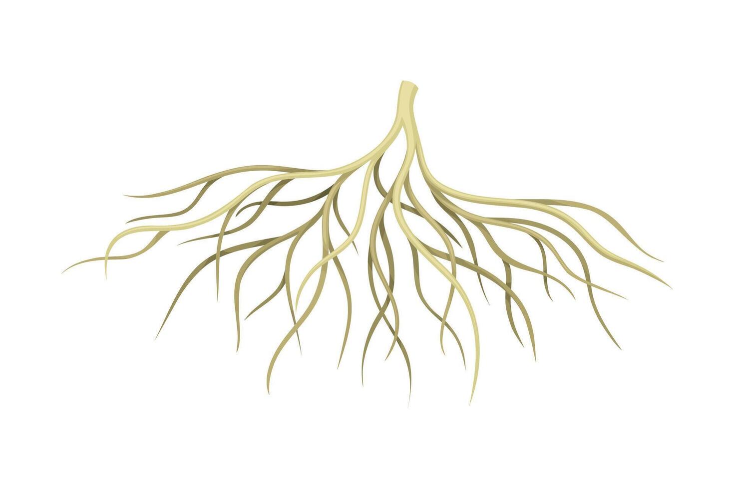 Creeping root of plant, underground stem. Botany or dendrology design element illustration vector