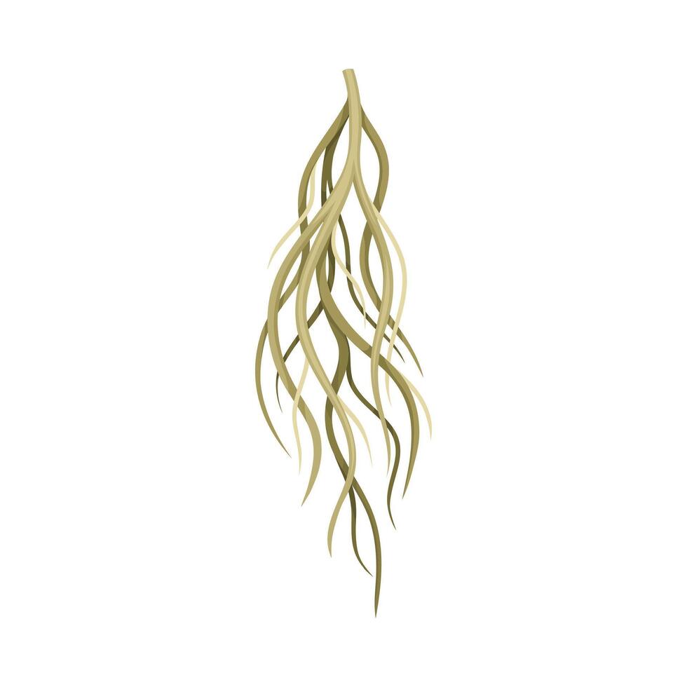 Root of plant, underground stem. Botany or dendrology design element illustration vector