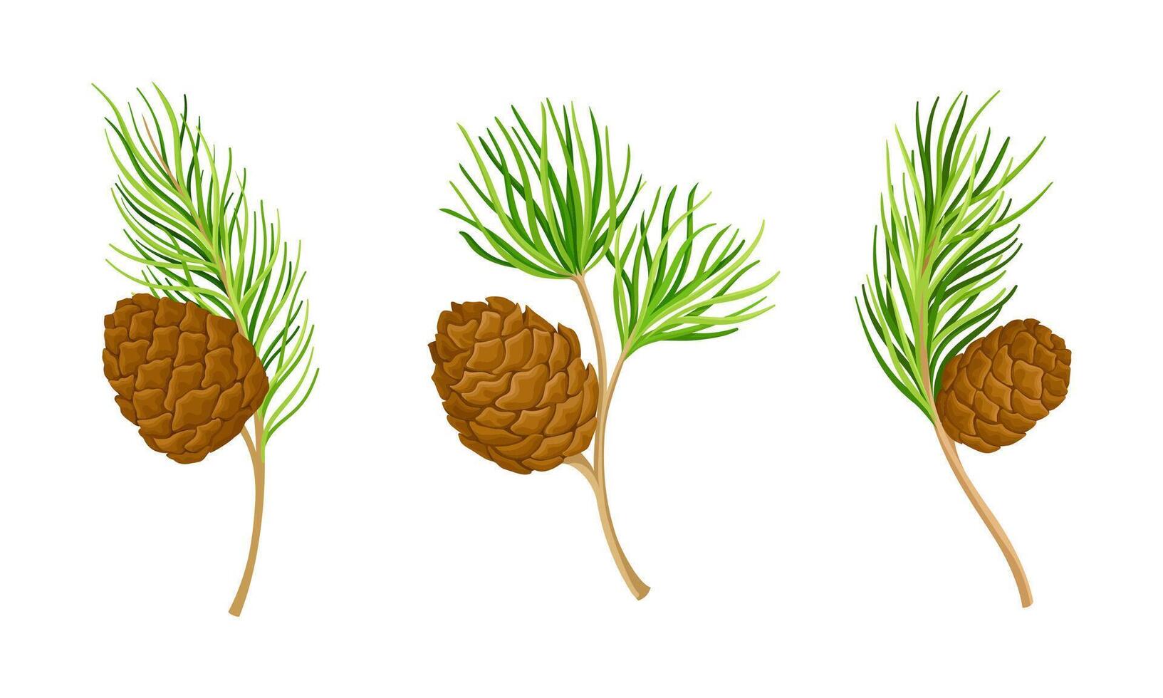 Pine tree branches set. New Year and Christmas decor illustration vector