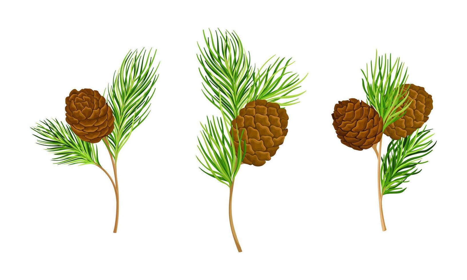 Set of pine tree branches with cones illustration on white background vector