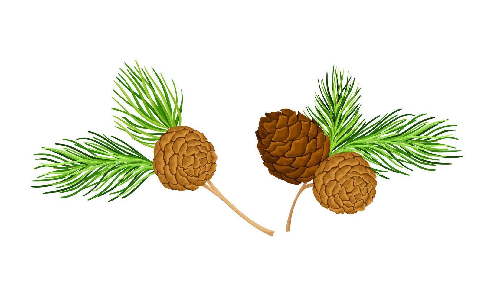 Cedar tree branches set. New Year and Christmas decor illustration vector