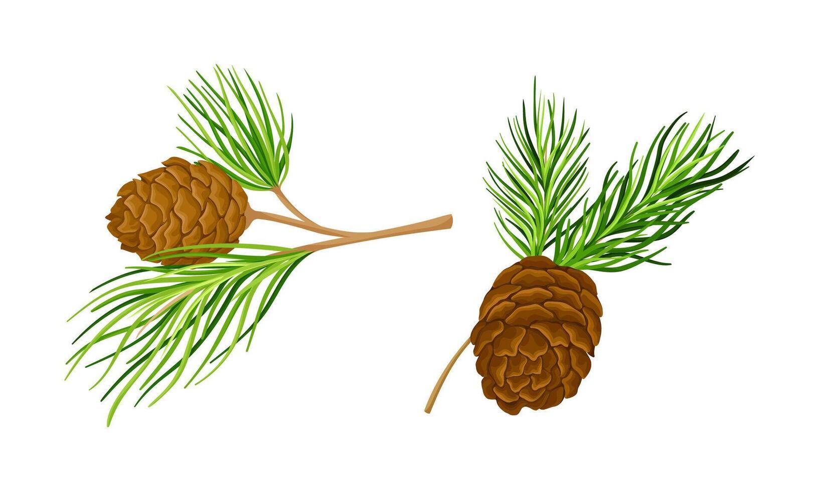 Cedar tree branches with cones set. Spruce needles illustration vector