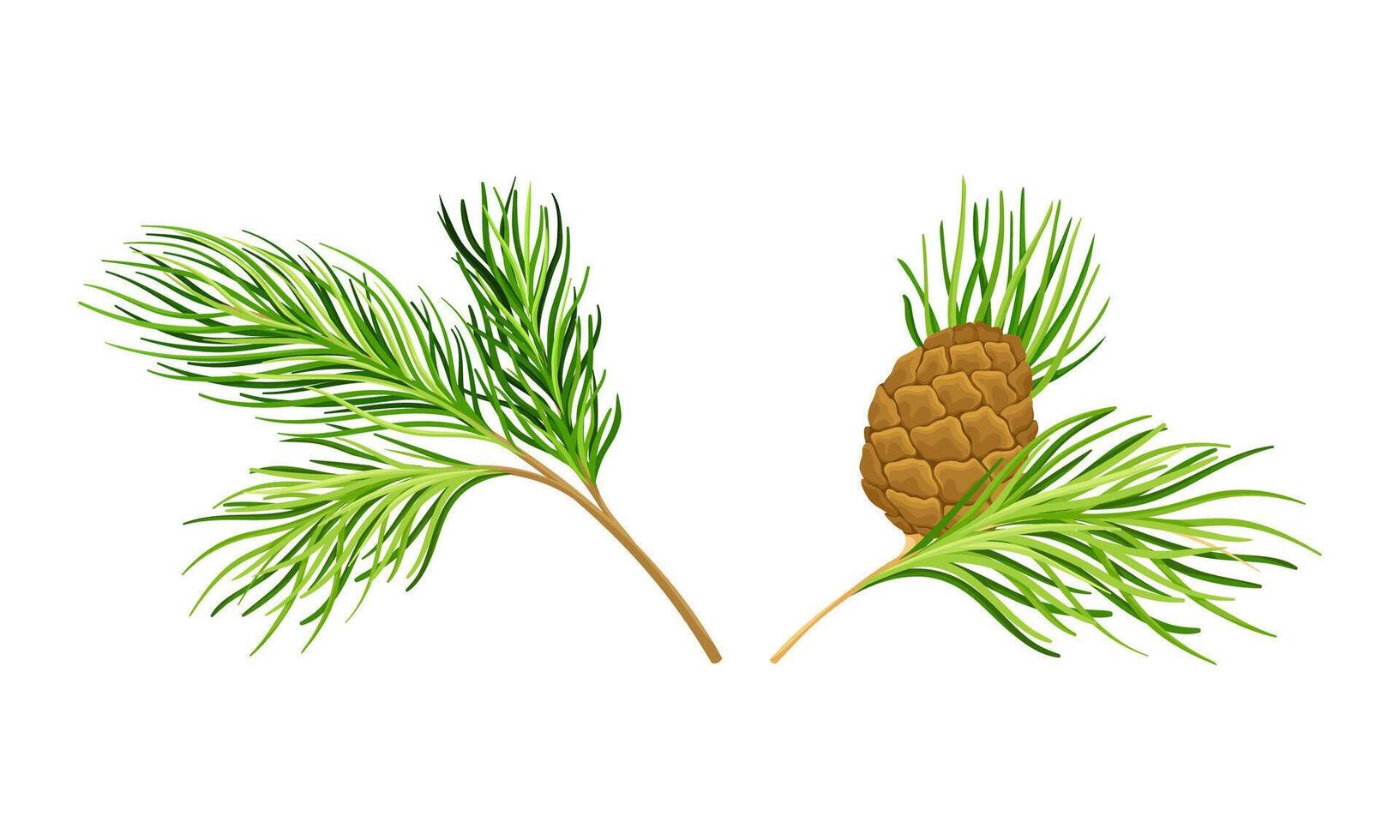 Set of coniferous tree twigs with fir needle foliage illustration vector
