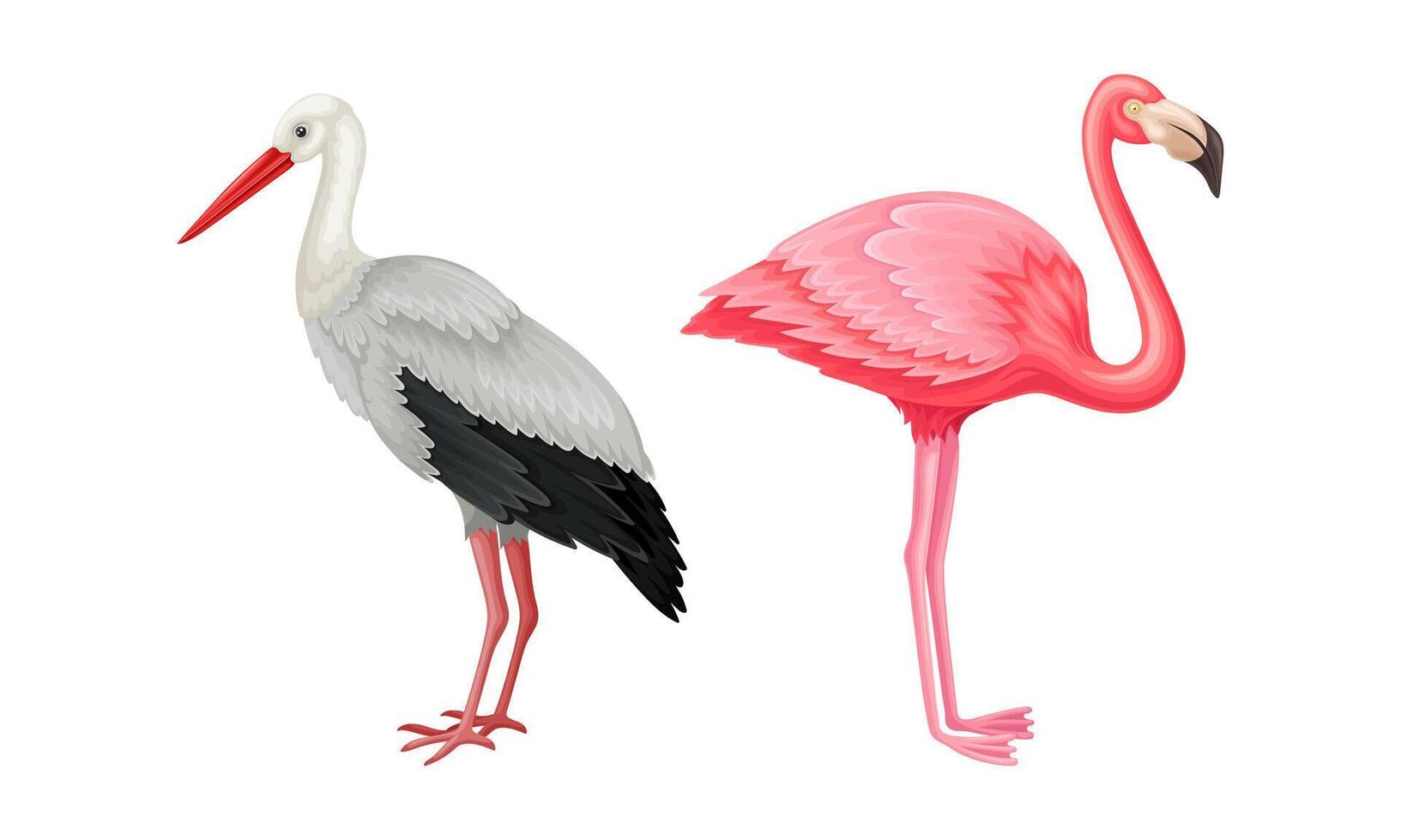 Set of birds. Flamingo and heron illustration on white background vector