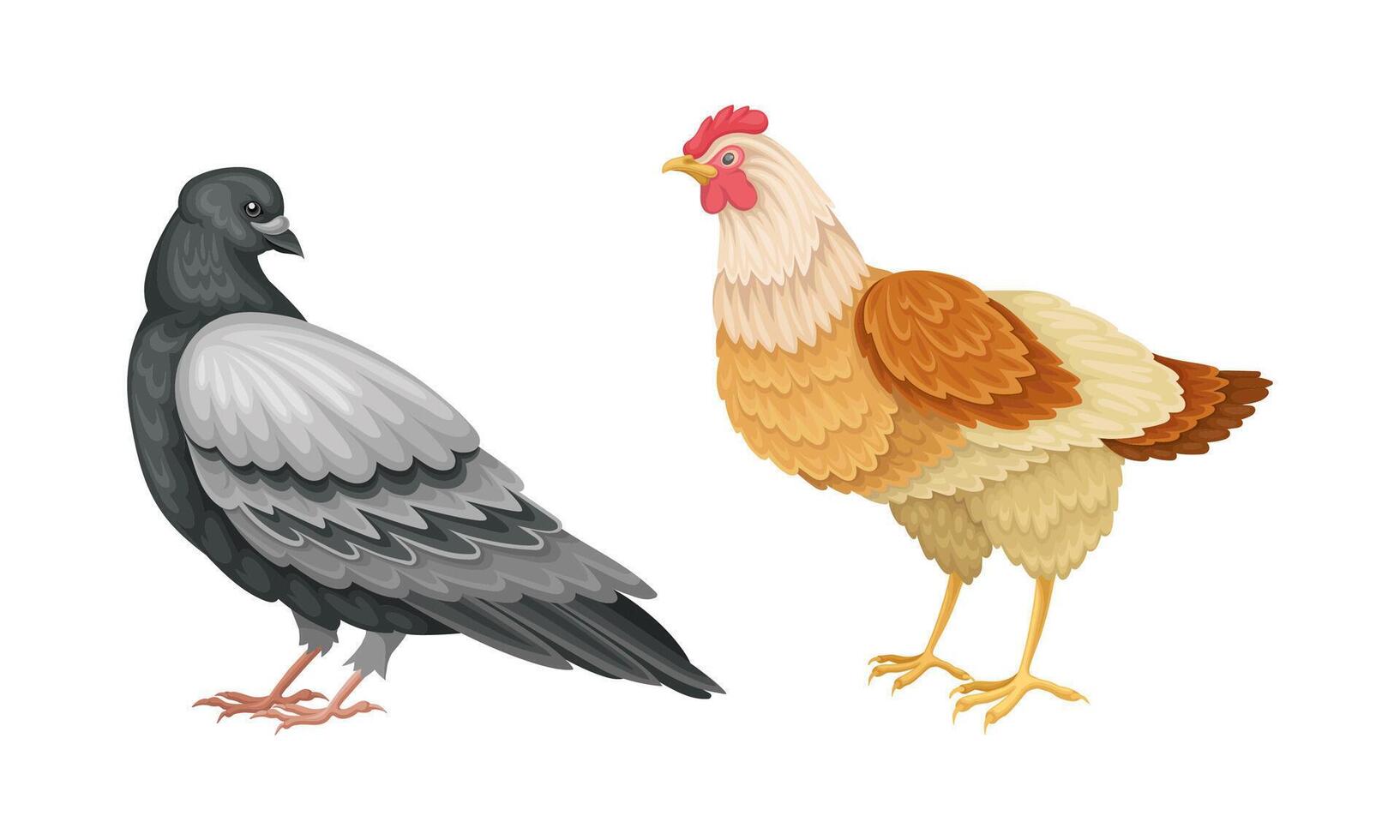 Set of birds. Pigeon and hen illustration on white background vector