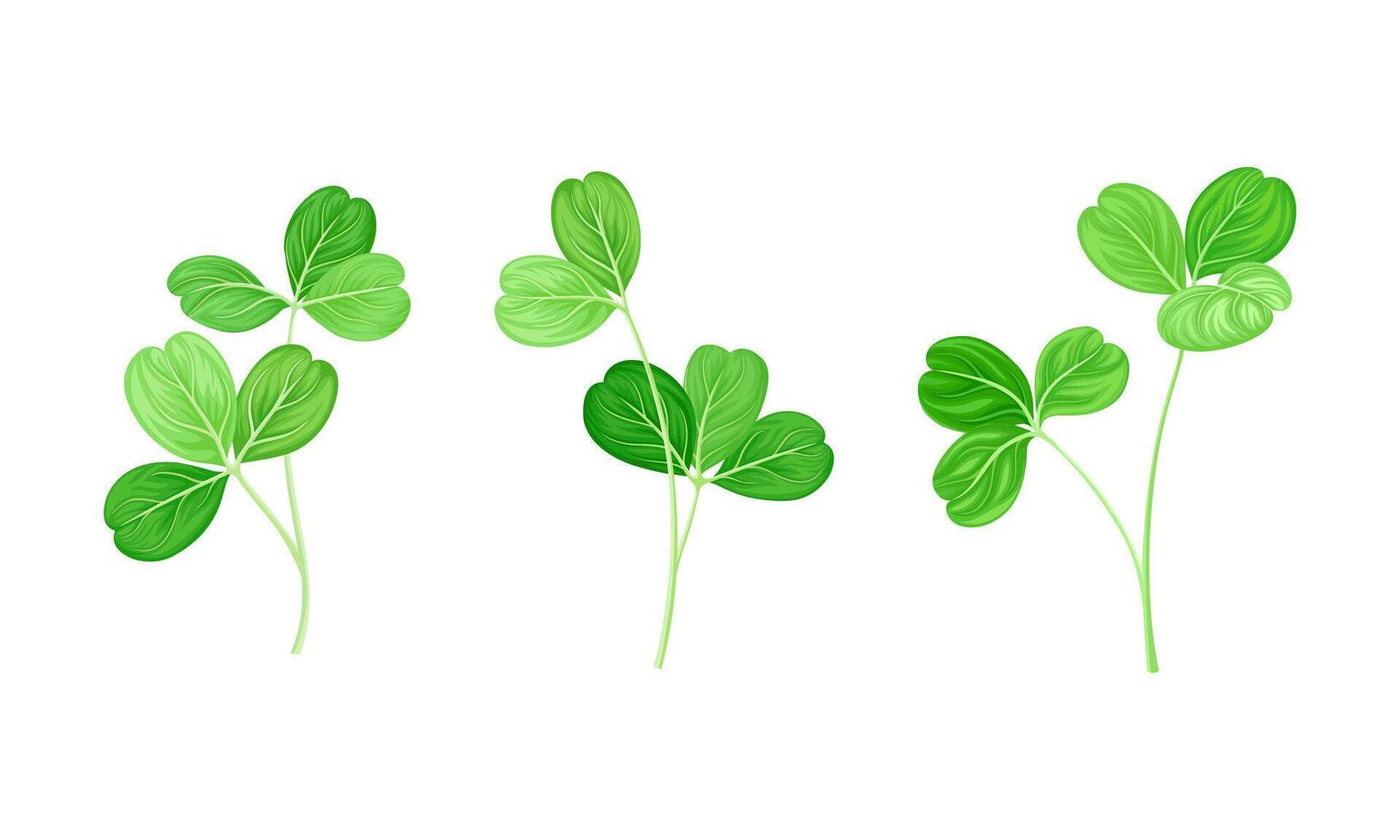 Clover wild meadow plant set. Green leaves of trifolium repens illustration vector