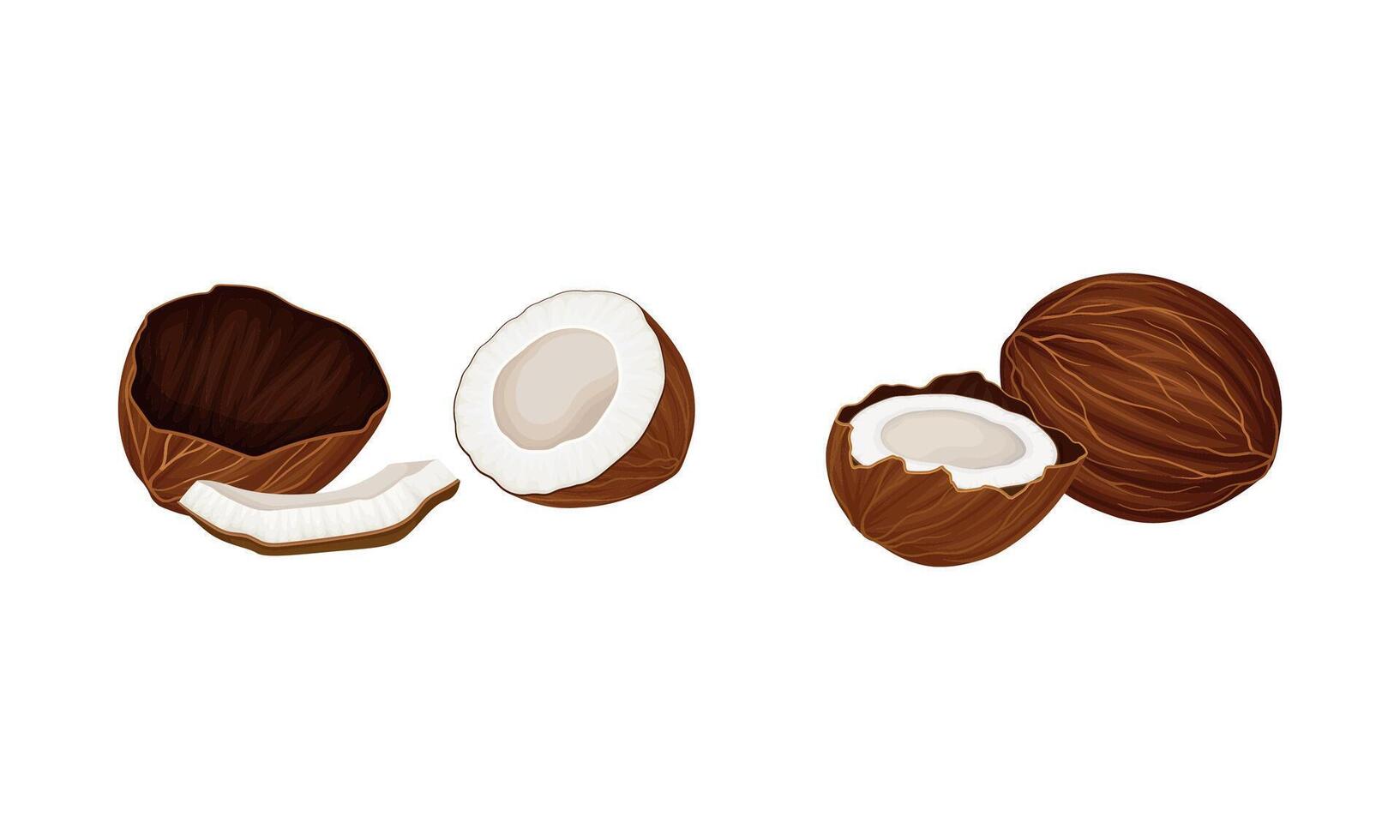Brown exotic coconut set. Whole and half fresh tropical fruit illustration vector
