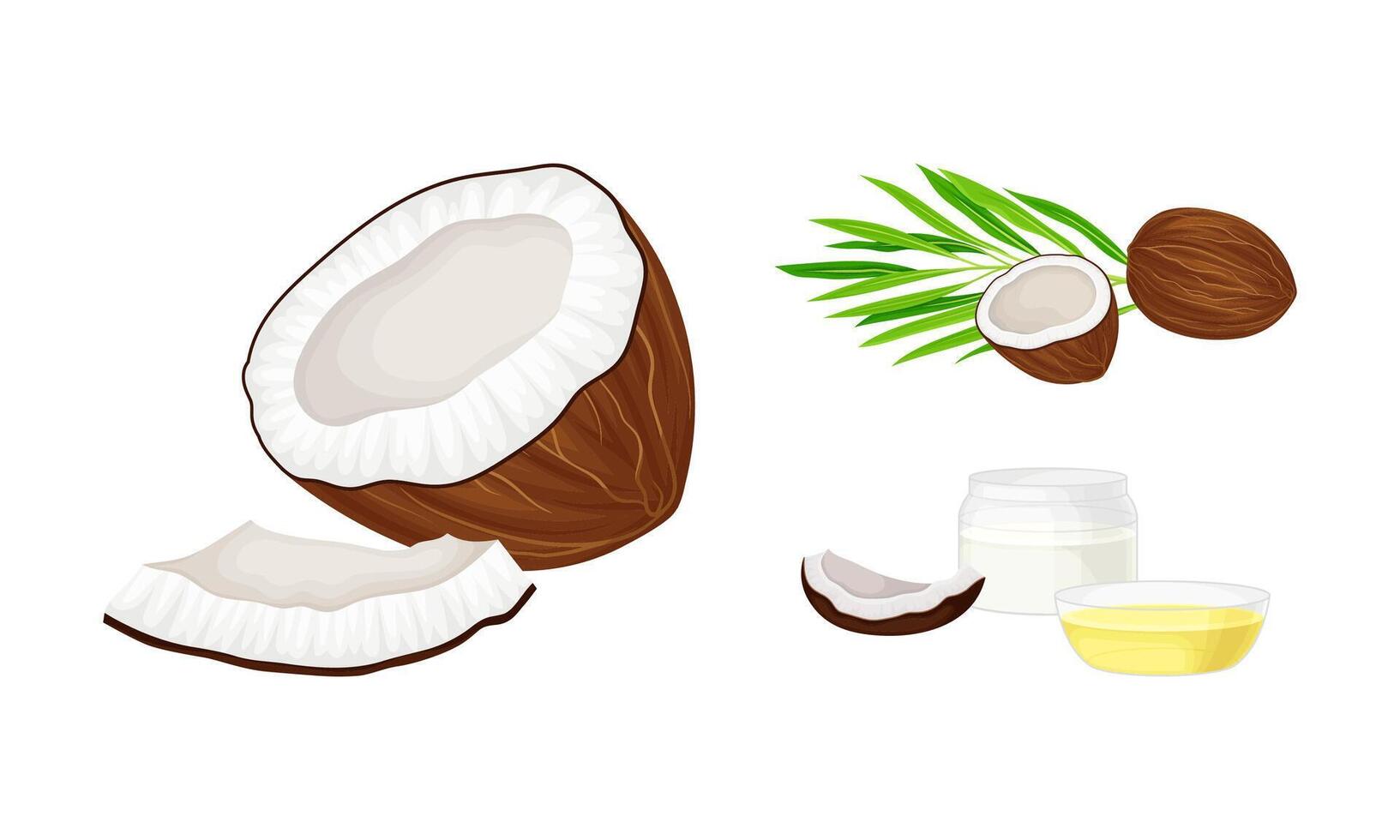 Coconut tropical fruit. Coconut milk and oil natural products illustration vector
