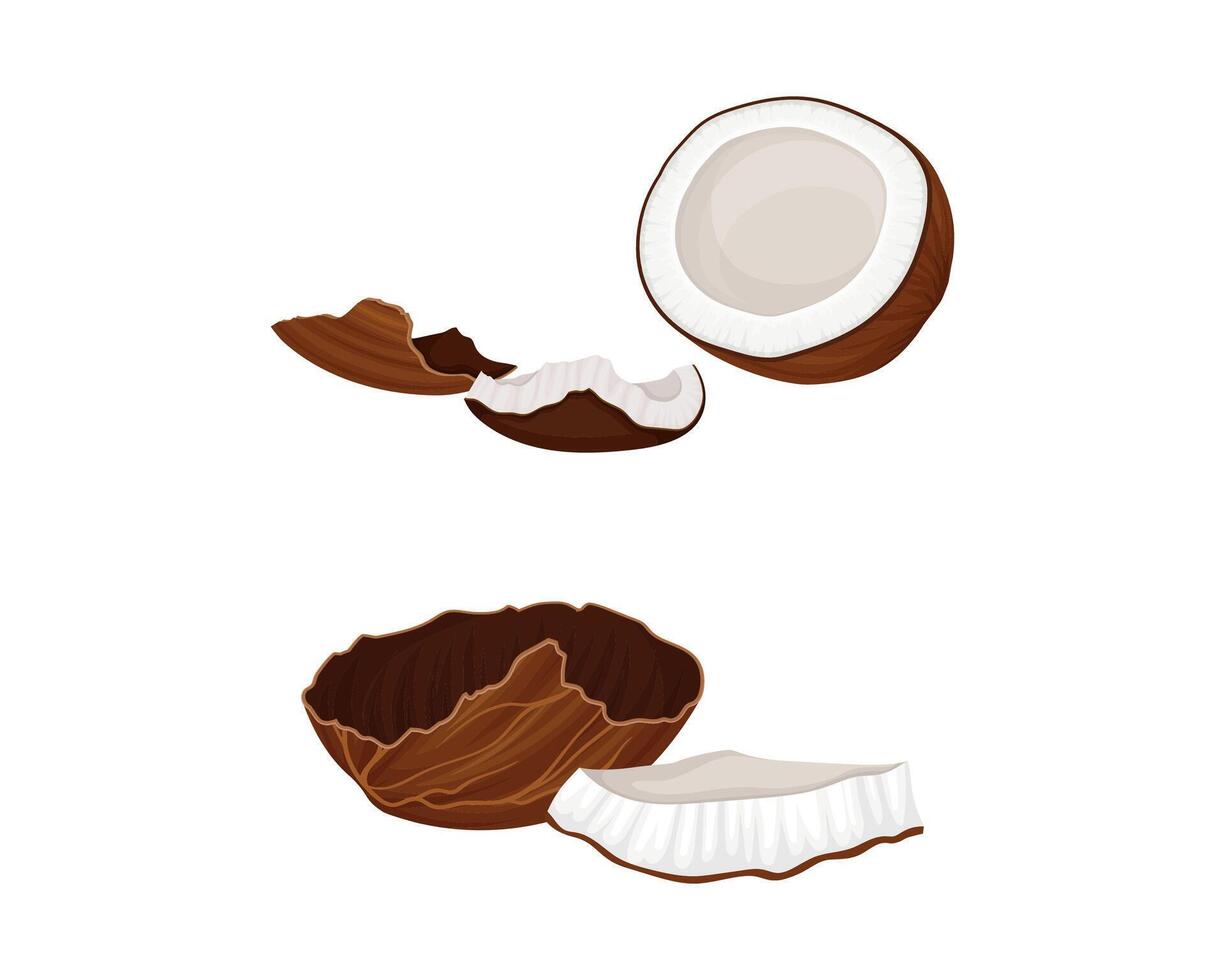 Brown coconut broken into pieces set. Fresh tropical fruit illustration vector