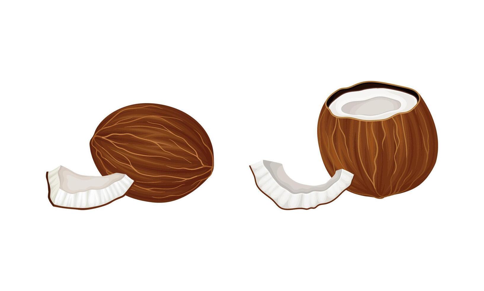 Brown ripe exotic coconut set. Whole and half fresh tropical juicy fruit illustration vector