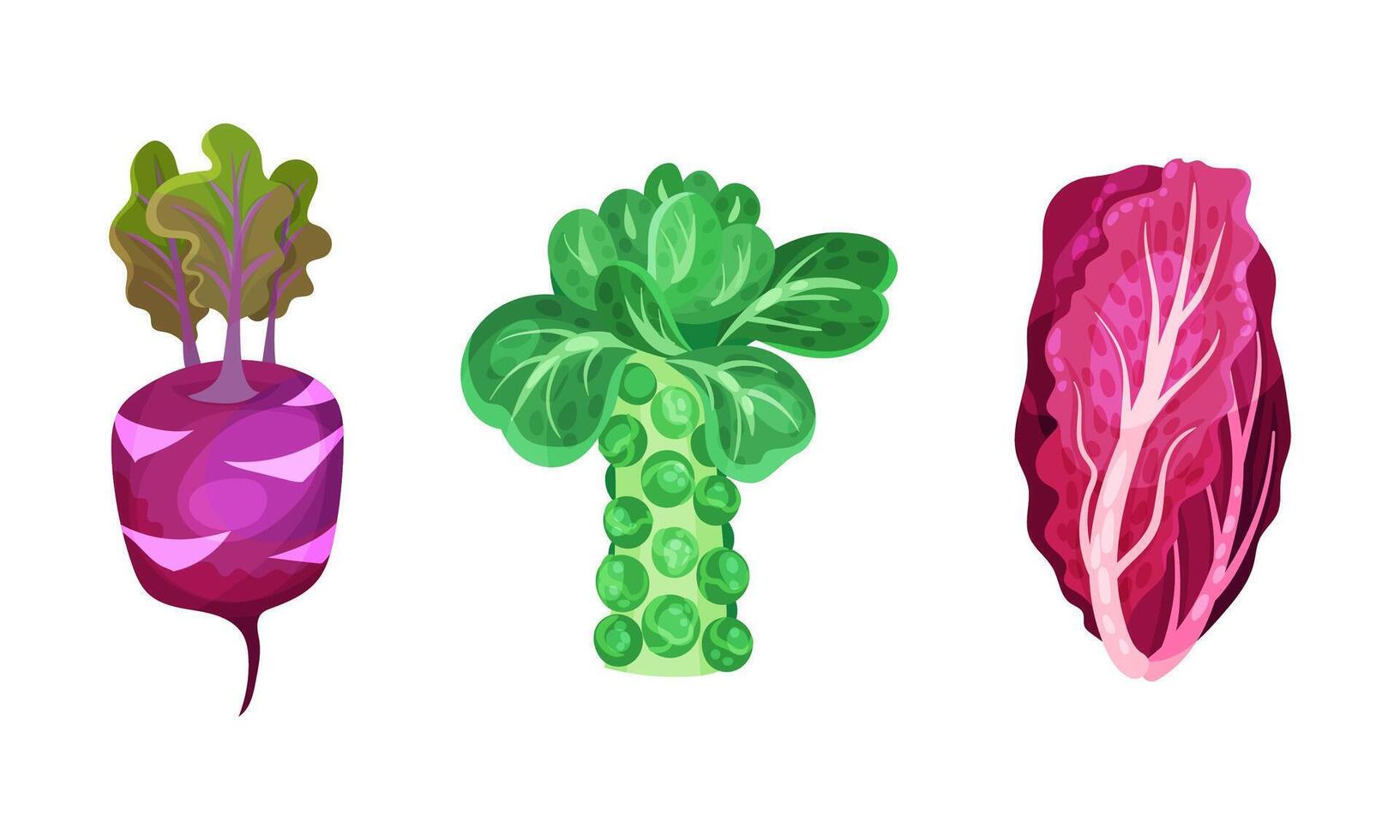 Different varieties of cabbage set. Brussels sprouts, nappa cabbage and kohlrabi illustration vector