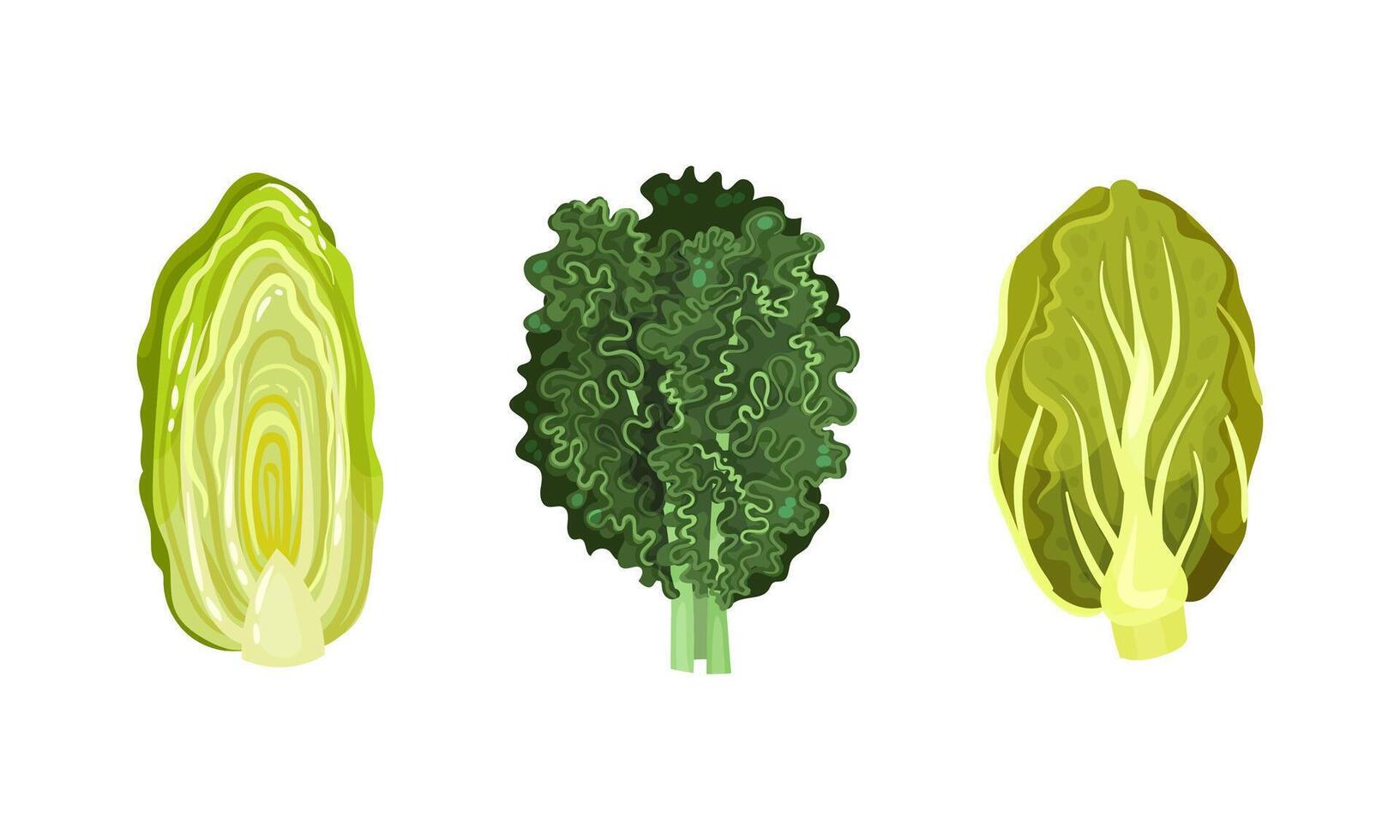 Different varieties of cabbage set. Kale, nappa and Chinese cabbage illustration vector