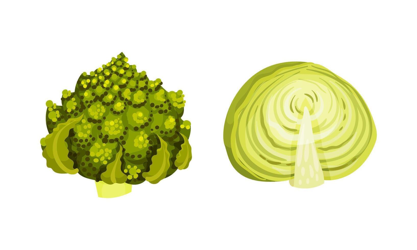 Different varieties of cabbage set. Romanesco broccoli and green cabbage illustration vector