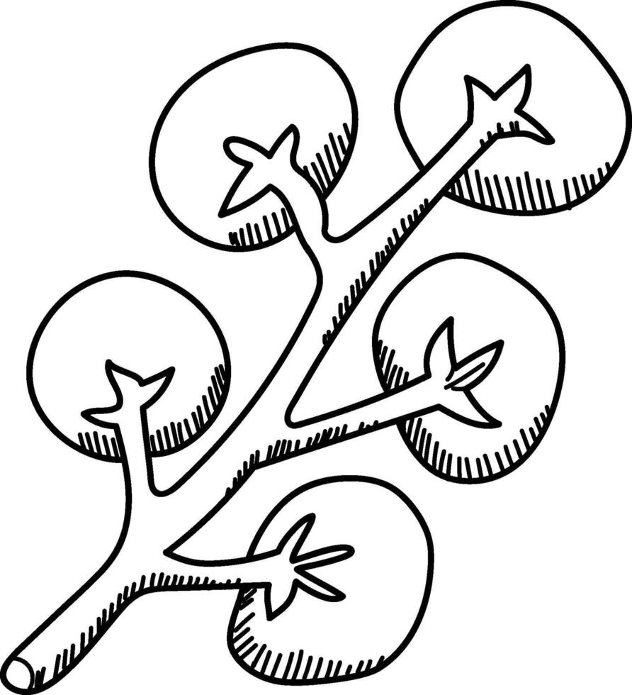 Tomato Branch Sketch vector