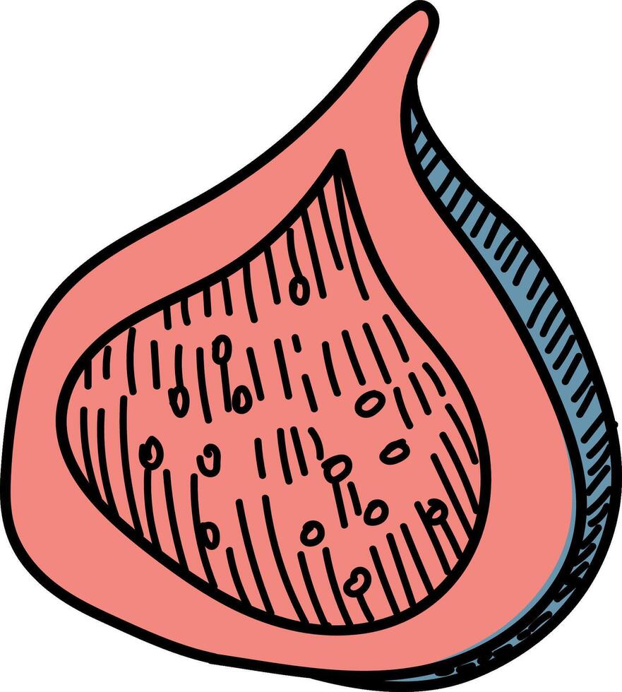 Hand-Drawn Fig Slice Sketch Style vector