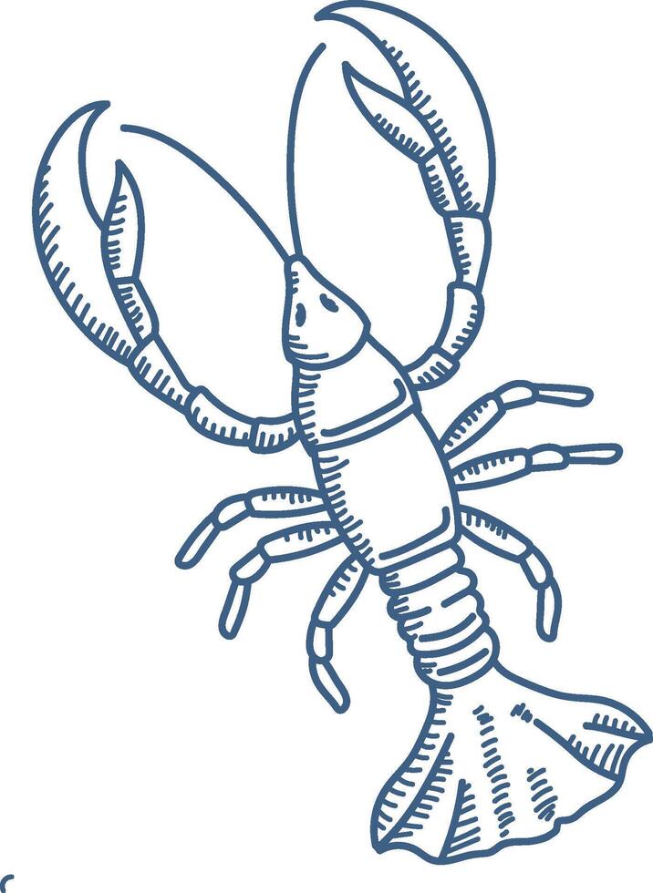 Detailed Lobster Line Drawing vector