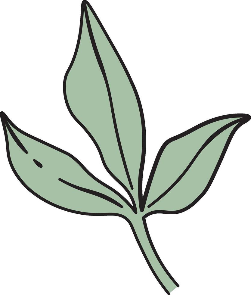 Simple Peony Leaf Drawing vector