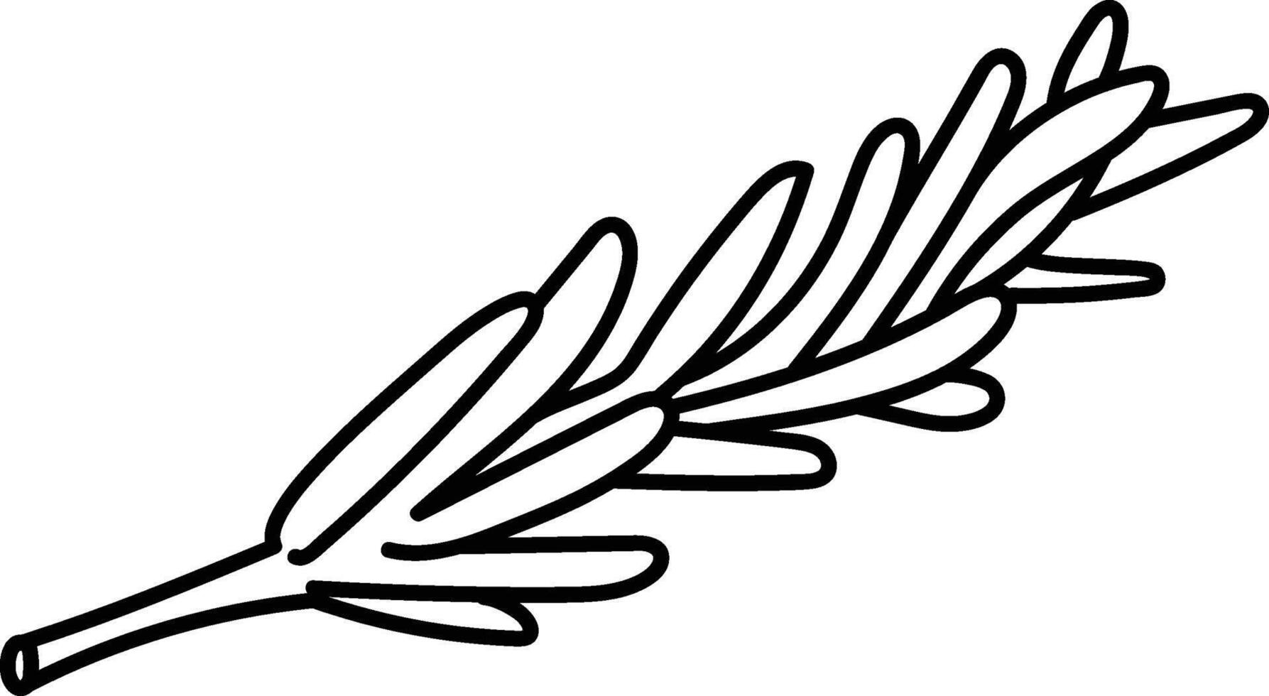 Rosemary Herb Line Drawing vector