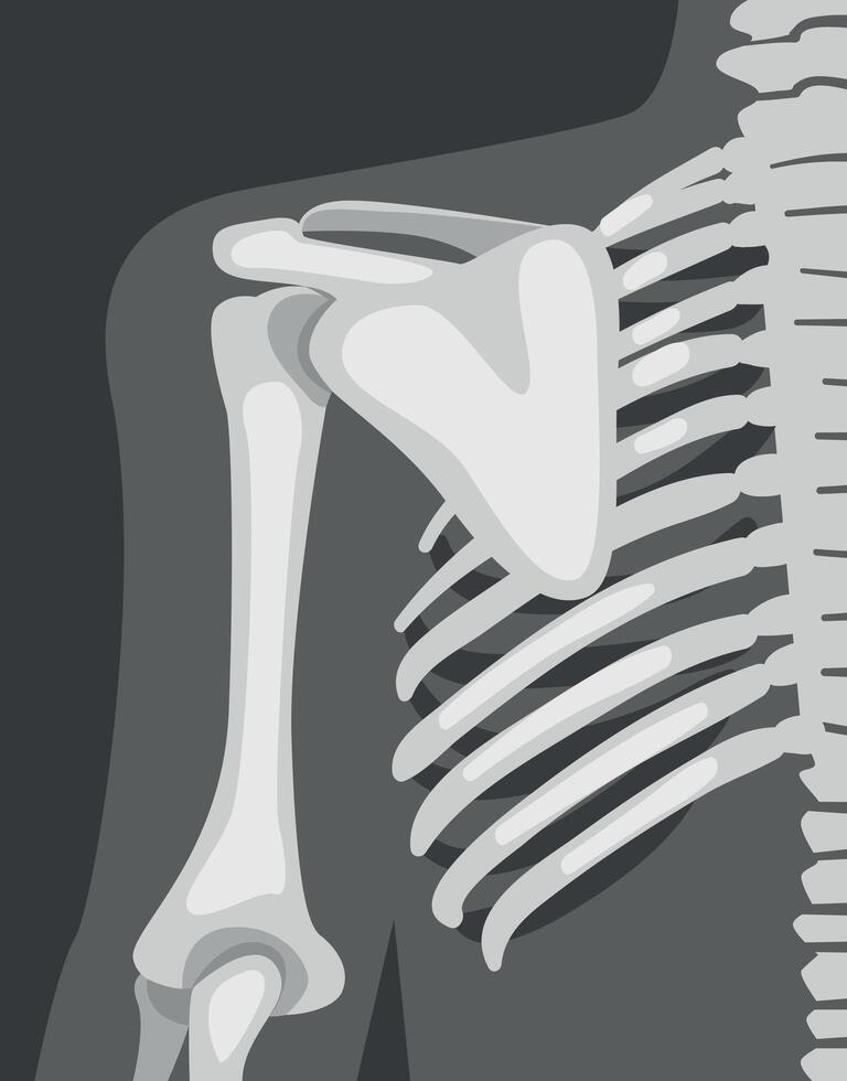 X-ray Film of Chest Illustrated Image for Educational Purpose vector
