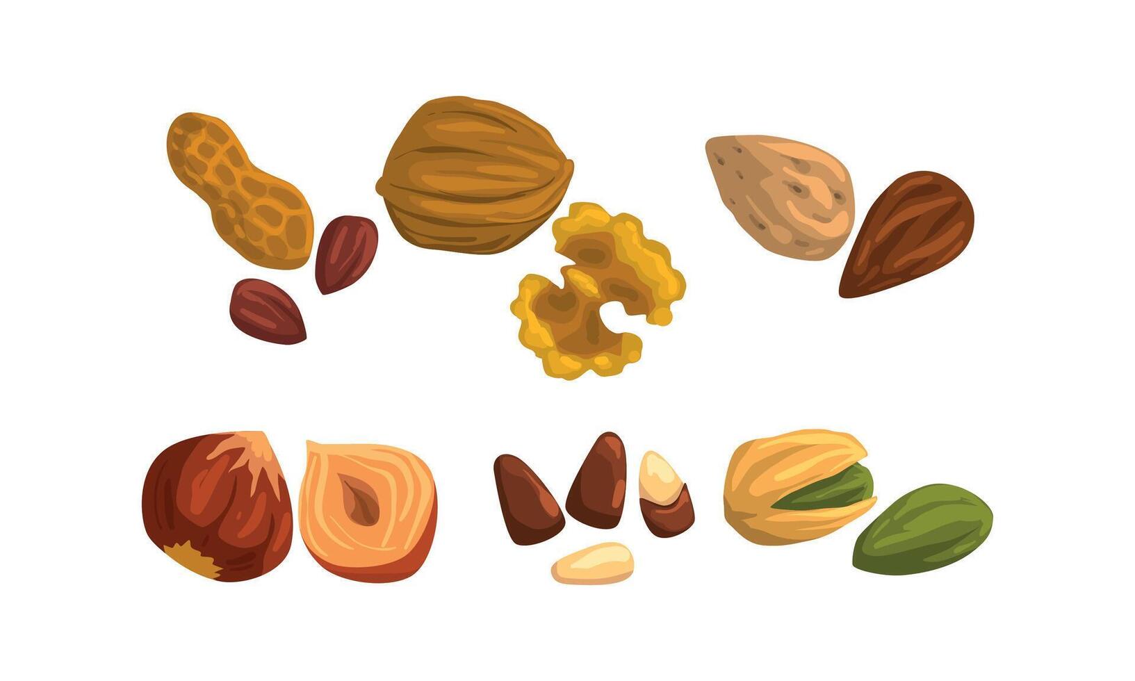 Different Kind of Nuts Set, Peanut, Walnut, Almond, Hazelnut, Pistachio Cartoon Style Illustration vector