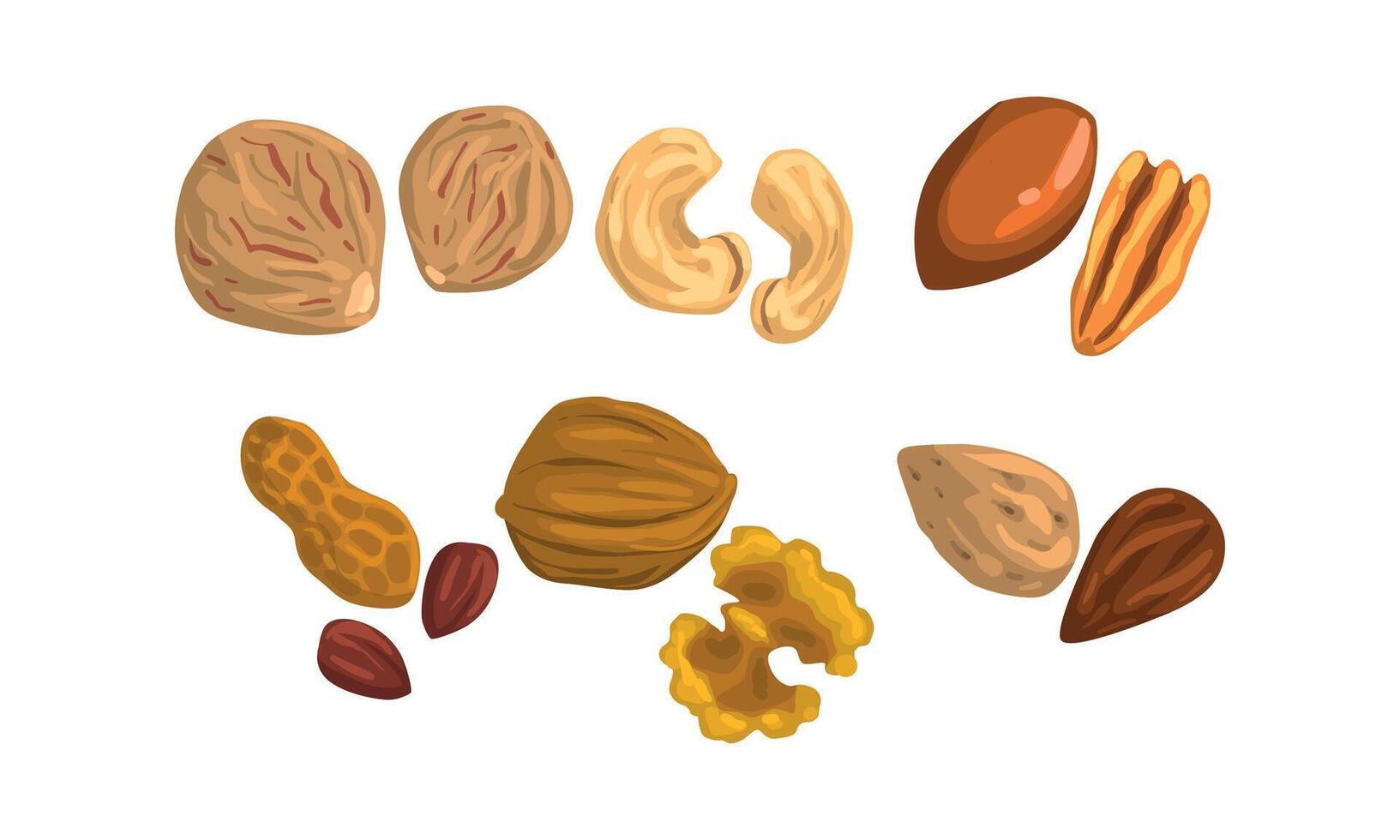 Different Kind of Nuts Set, Cashew, Pecan, Nutmeg, Peanut, Walnut, Almond Cartoon Style Illustration vector