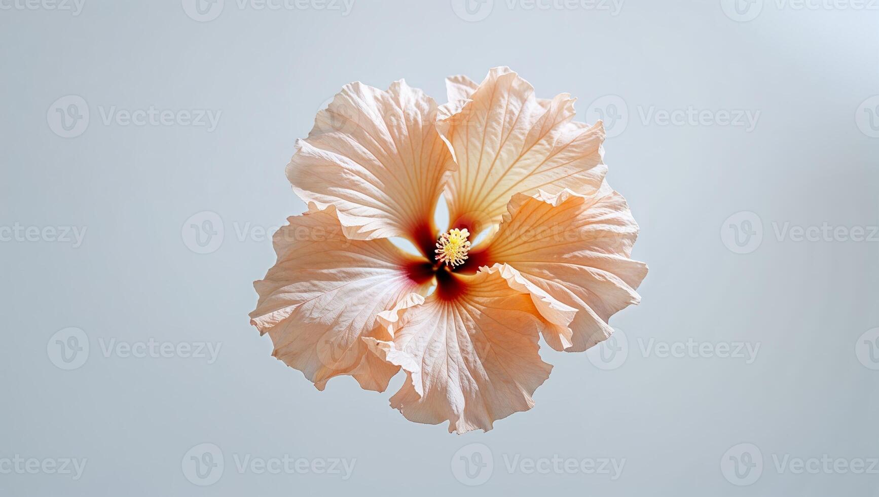 Elegant peach hibiscus blossom presents a captivating beauty with delicate petals. photo